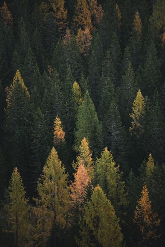 Reforestation: Are Forests a Carbon Sink?