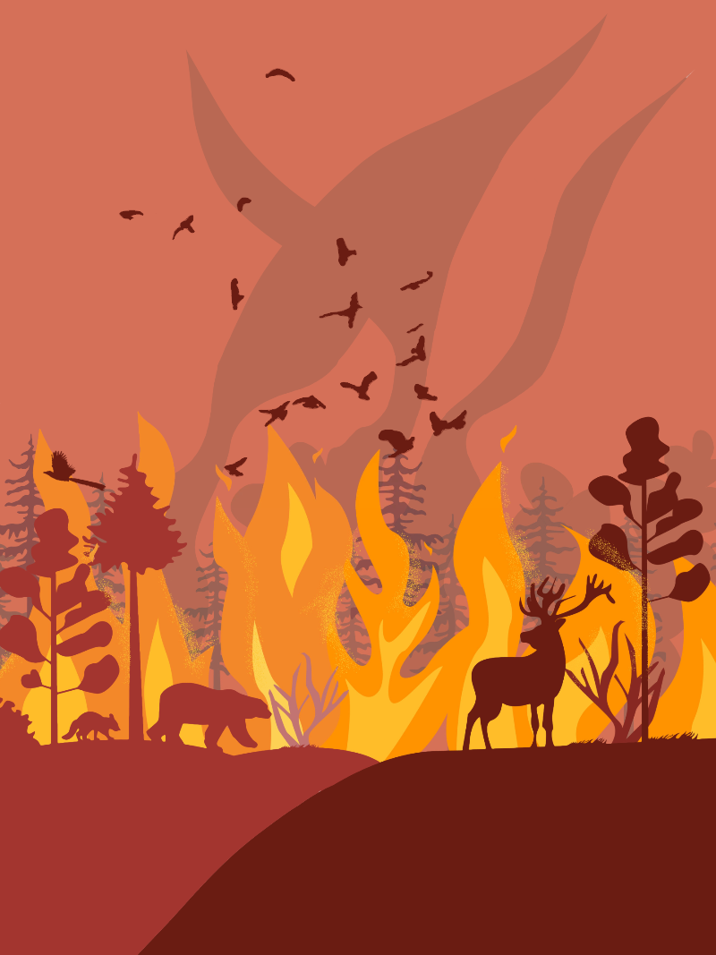 Wildfire