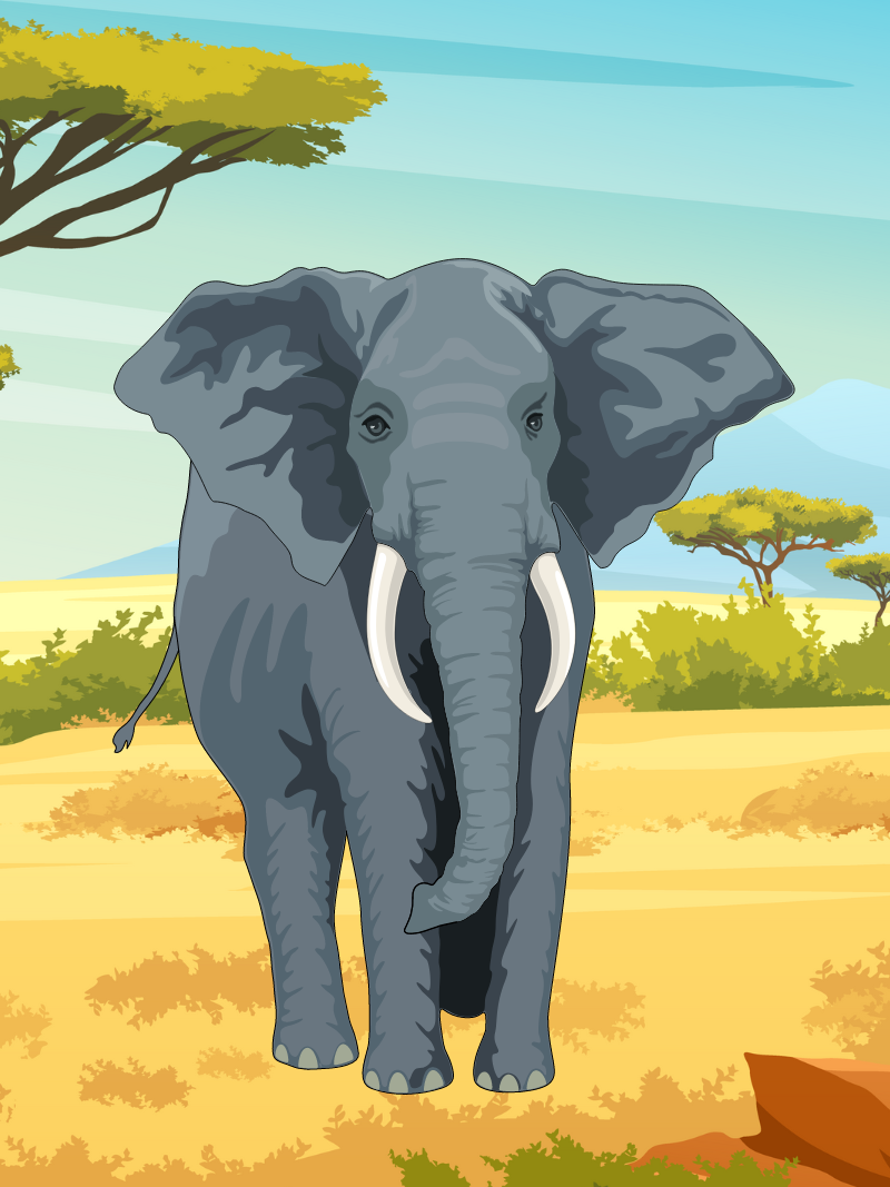 African Elephant