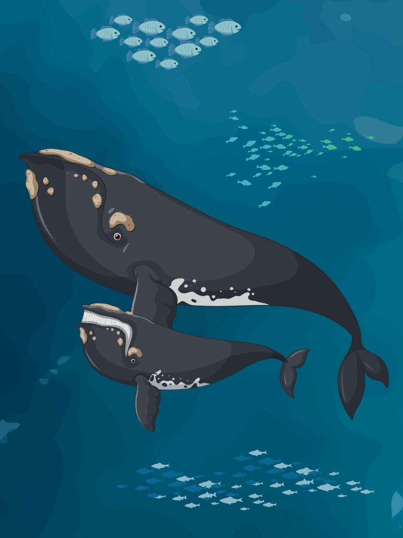 North Atlantic Right Whale