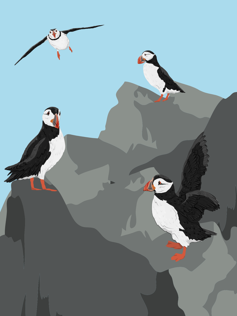 Puffins