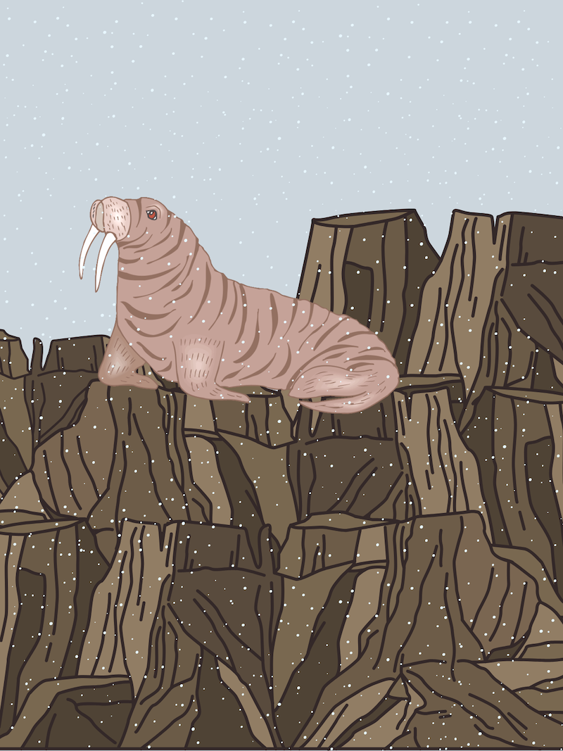 Walrus