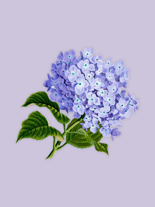 Hydrangea Bouquet