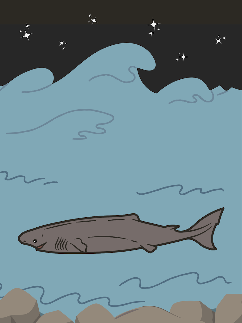 Greenland Shark