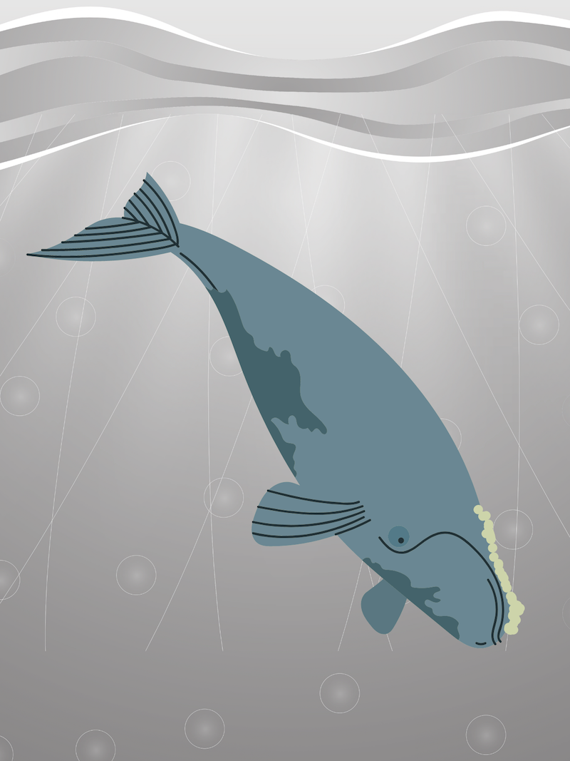 Bowhead Whale
