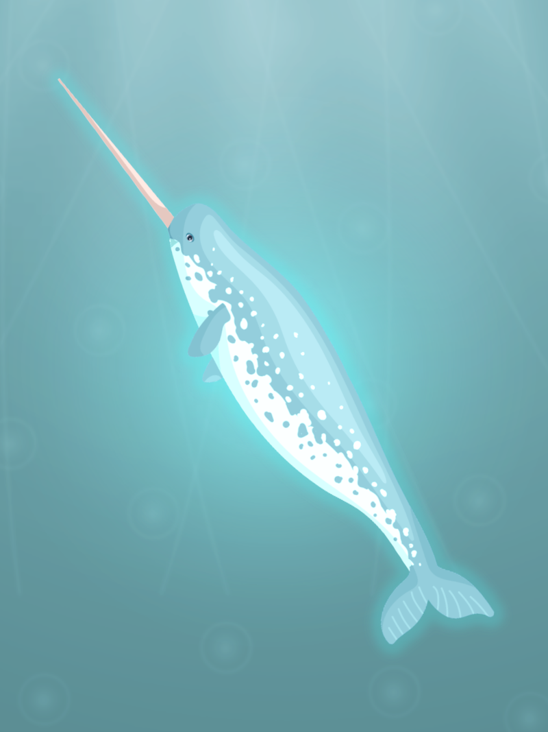 Narwhal