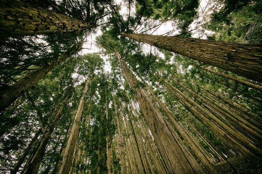 How many trees would it take to save the planet?