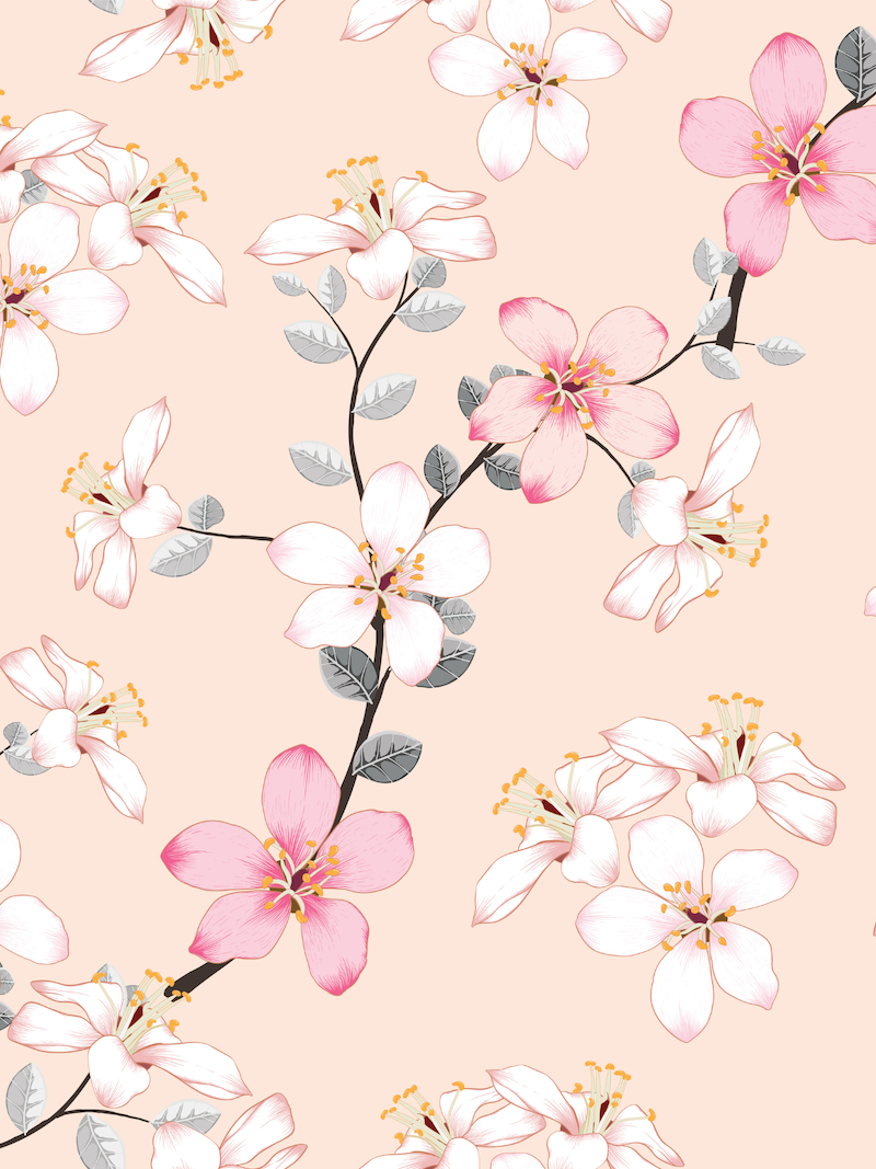 Cherry Blossoms 4